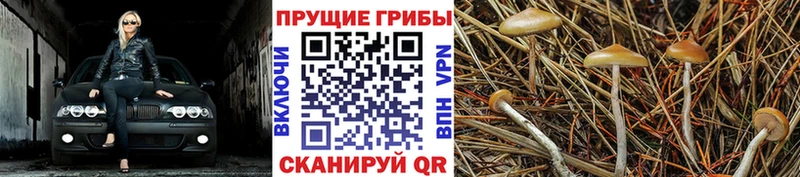Галлюциногенные грибы прущие грибы  Чистополь 